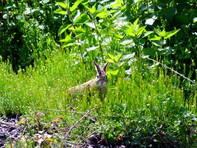 Easter bunny wild rabbit grass photo