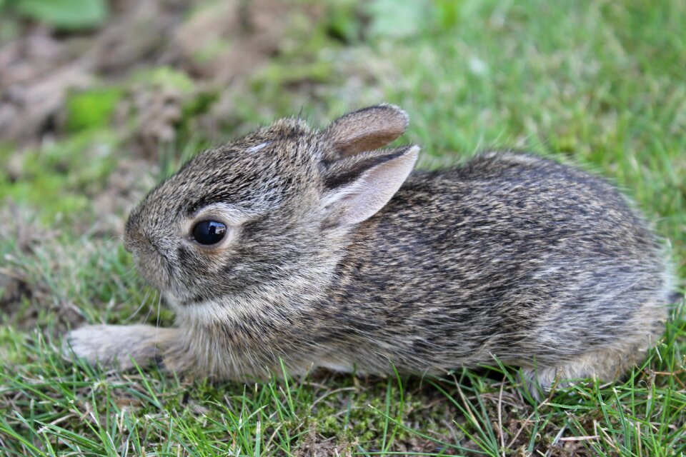 Animal small little