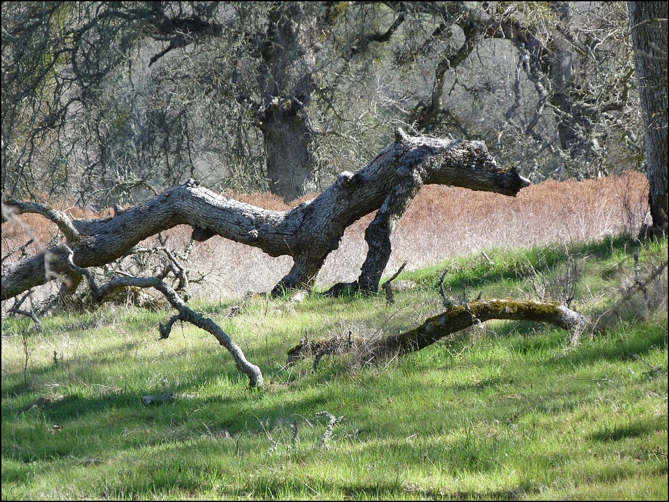 Log tree fallen photo