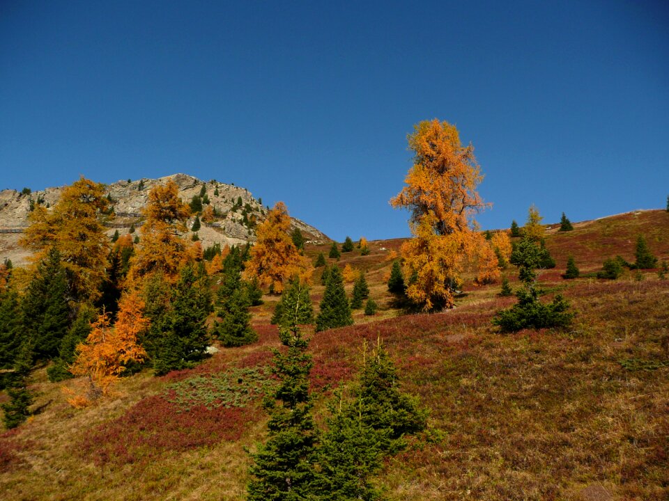 Forest stucco autumn trees