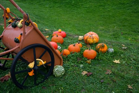 Pumpkin man red zentner autumn photo