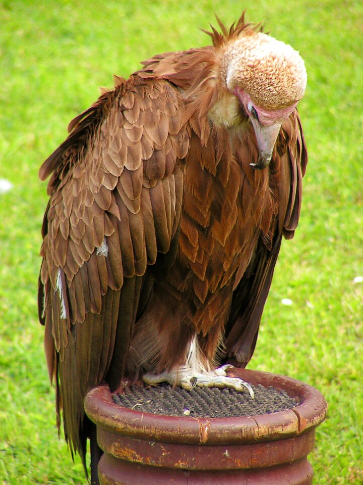 Scavenger clean feather