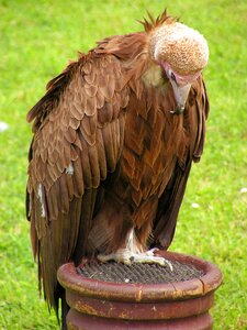 Scavenger clean feather