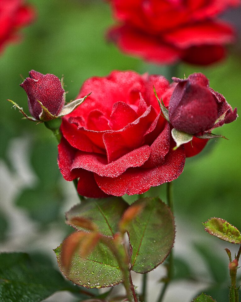 A flower garden garden a garden plant