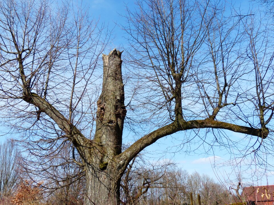 Canceled aesthetic branches