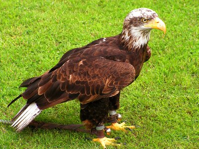 Predator eagle falconry