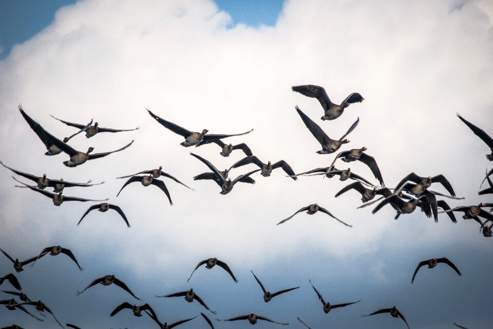 Birds swarm migratory birds