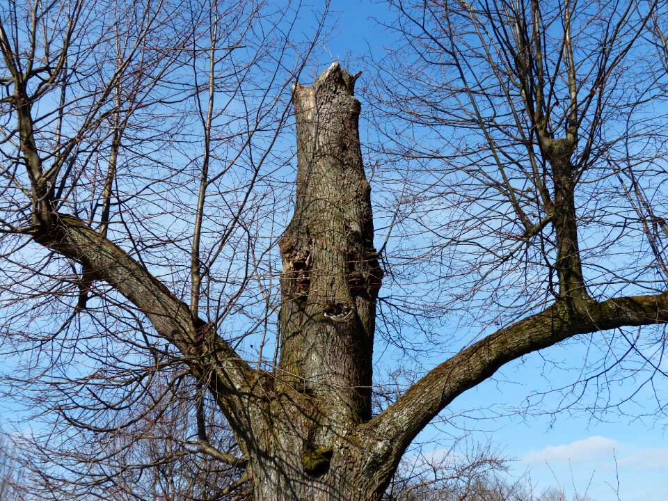 Canceled aesthetic branches