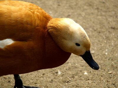 Rust goose goose head