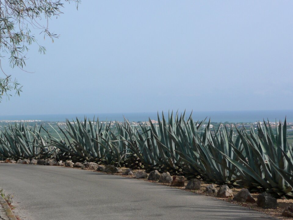 Roadside spain cactus