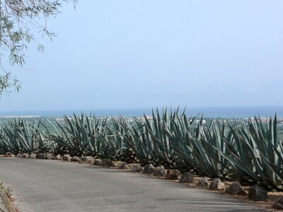 Roadside spain cactus