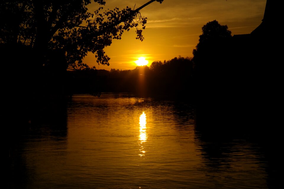 Water tree branch