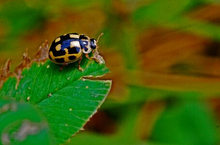 Nature beetle animal