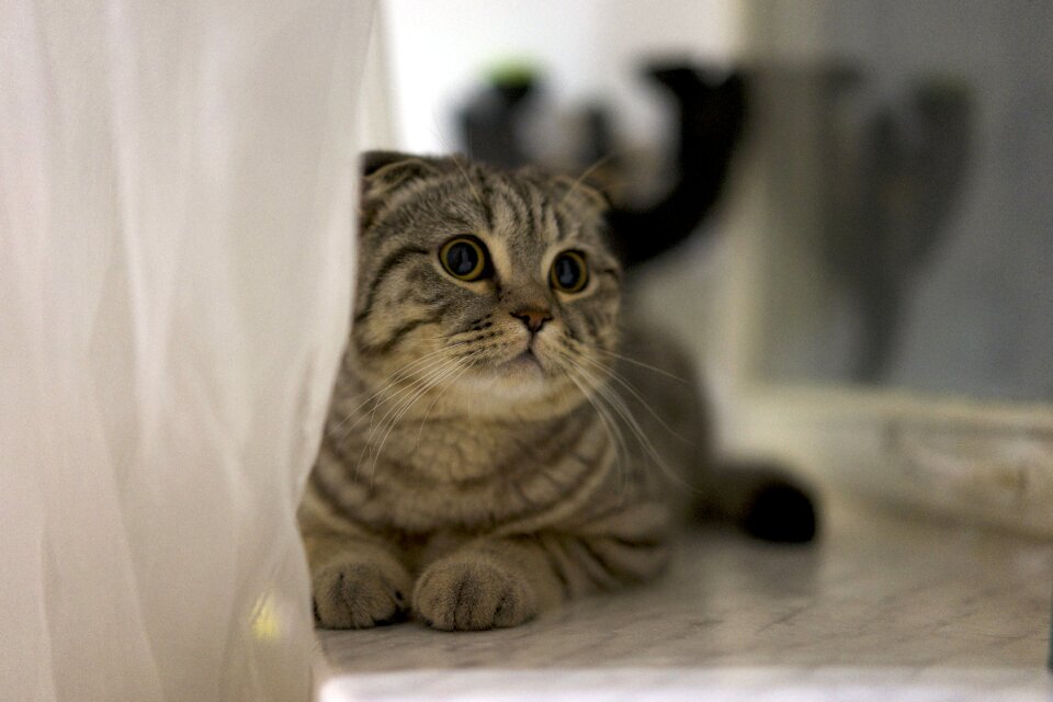 Lying feline domestic