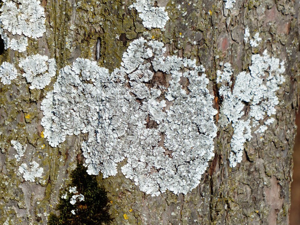 Blue grey parmelia sulcata phaeophyscia orbicularis