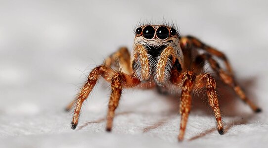 Insect arachnid nature