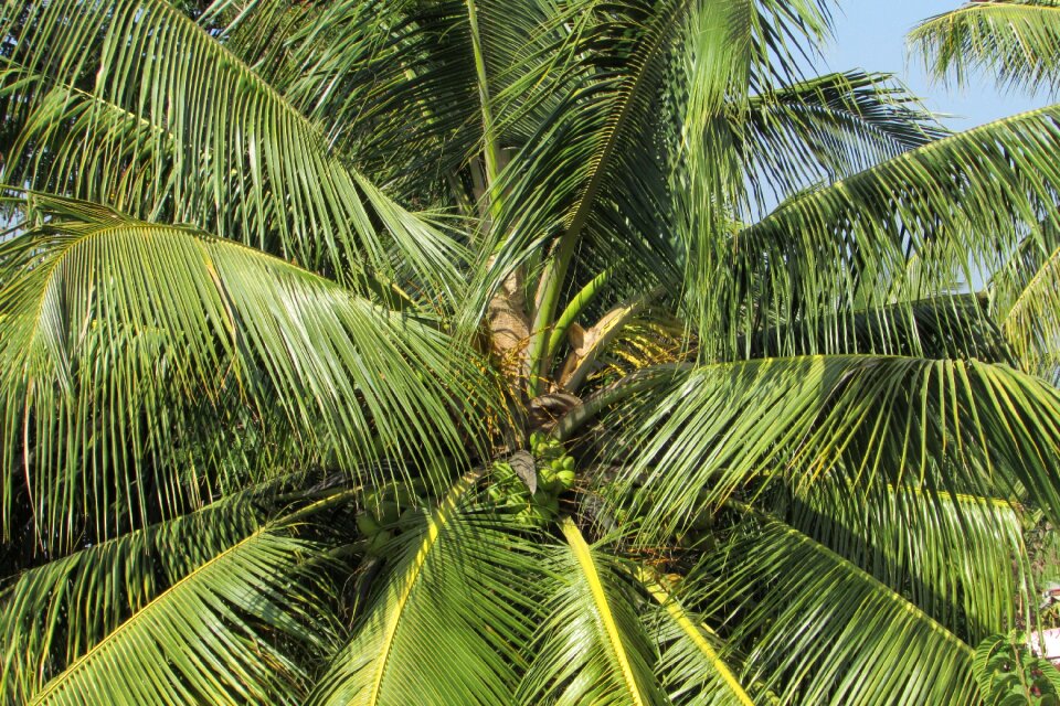 Palm leaves plant tree photo