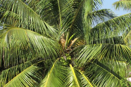 Palm leaves plant tree