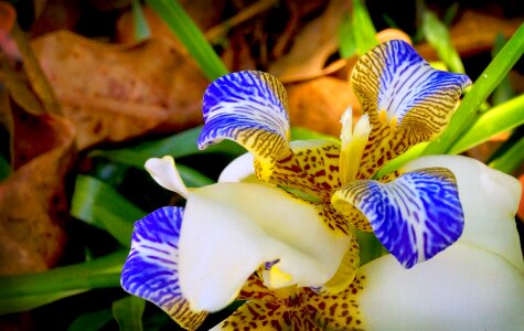 Flower garden exotic plant photo