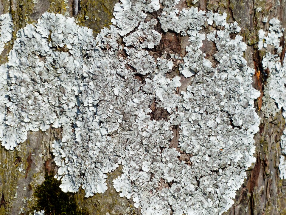 Grey laubflechte weave tree