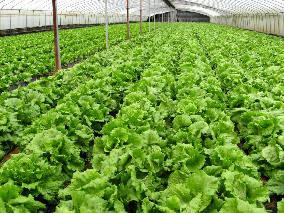 Organic farm vegetables