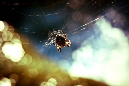 Spider web animal web