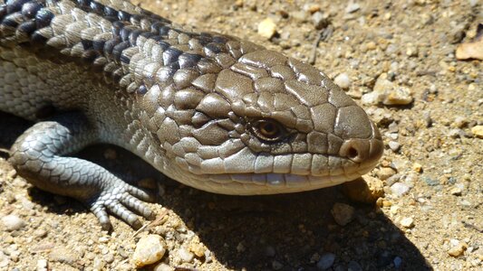 Reptile lizard australia photo