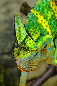 Zoo green head