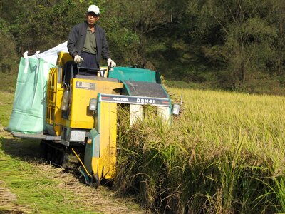 Rice combine harvest