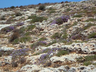 Herbs thyme wild thyme photo