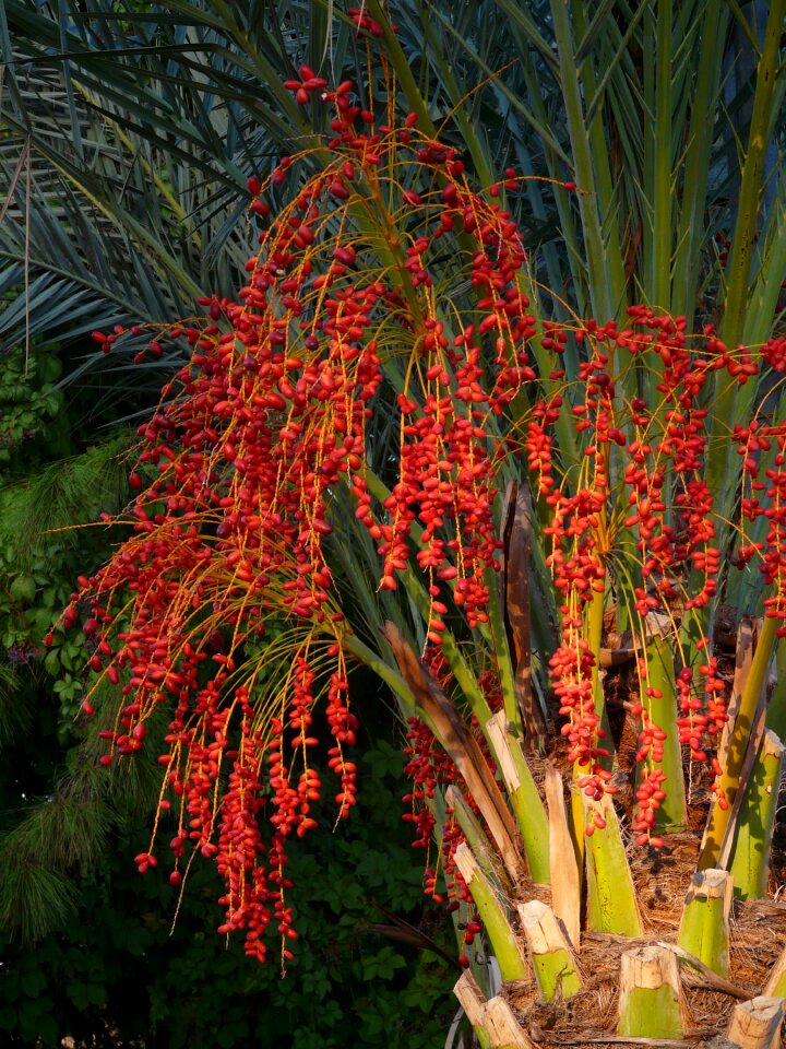 Red phoenix palm palm tree - Free photos on creazilla.com