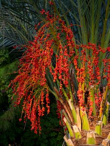 Red phoenix palm palm tree photo