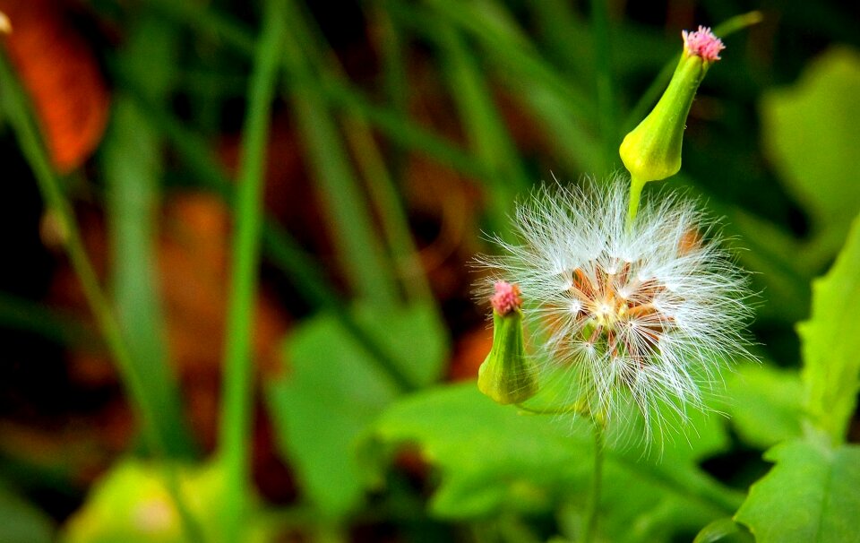 Dandelion flower of the field bokeh