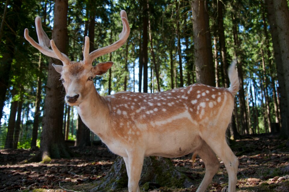 Wild sika deer roe deer