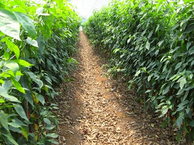 Organic pepper soil