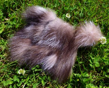 Cross fox taxidermy grass