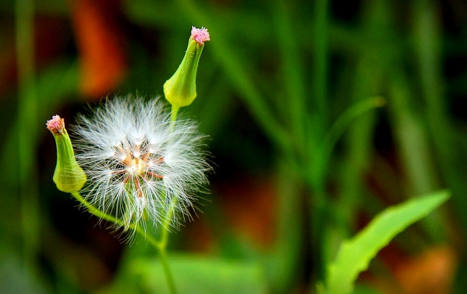 Dandelion bokeh flower of the field