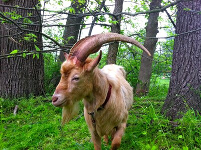 Cute horns farm animals
