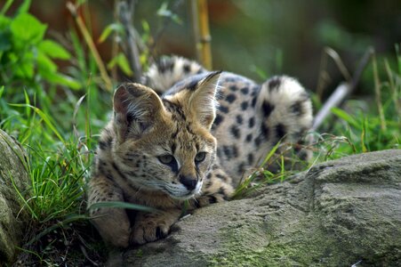 Predators mammals paw
