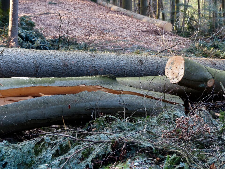 Tree trunks sawing storm damage