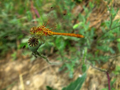 Dragonfly insect libellula depressa