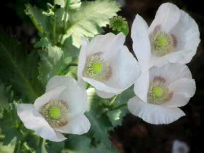 White flower petals