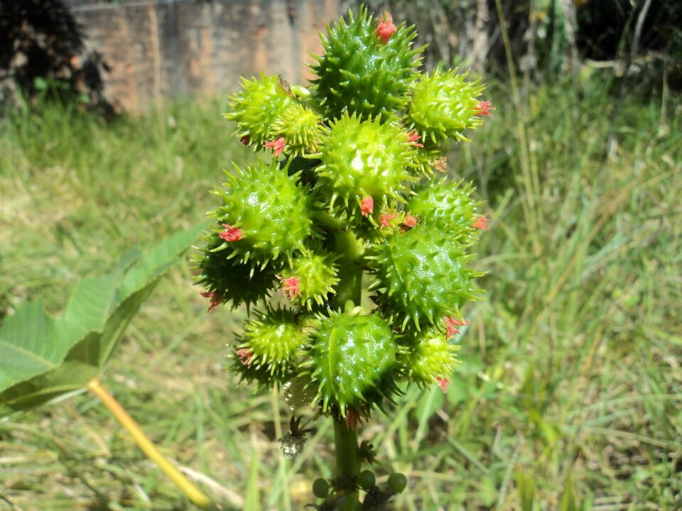 Shrubs floral plant