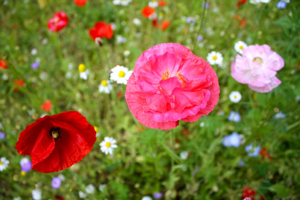 Floral natural field