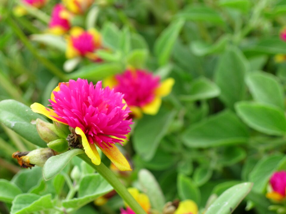 Summer green plants