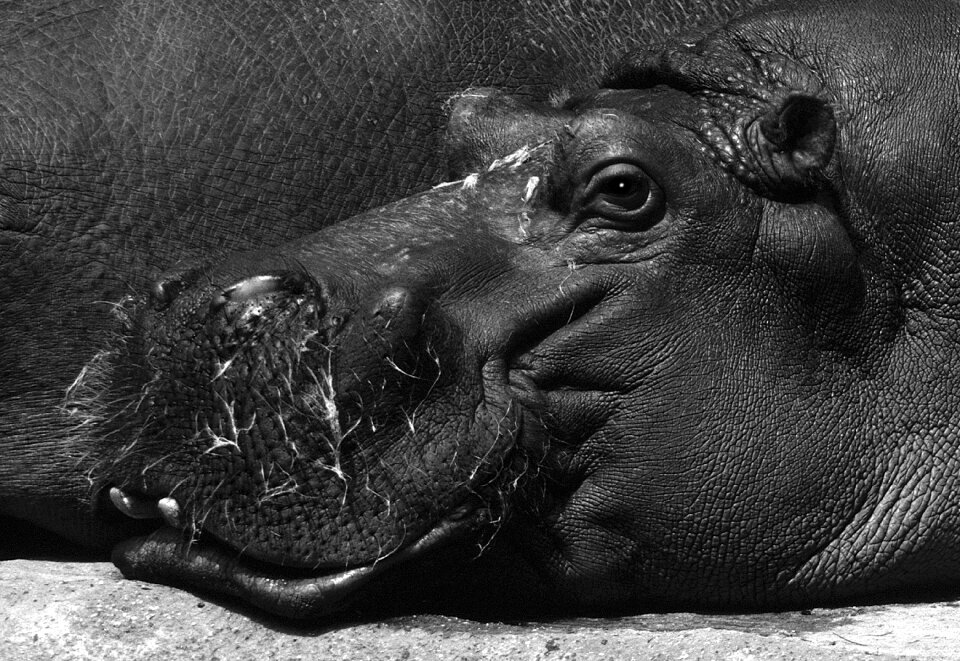 Animals zoo hippopotamus