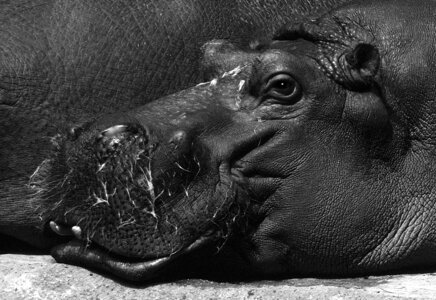 Animals zoo hippopotamus photo