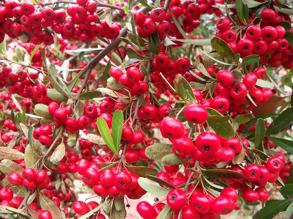 Berries plant bush