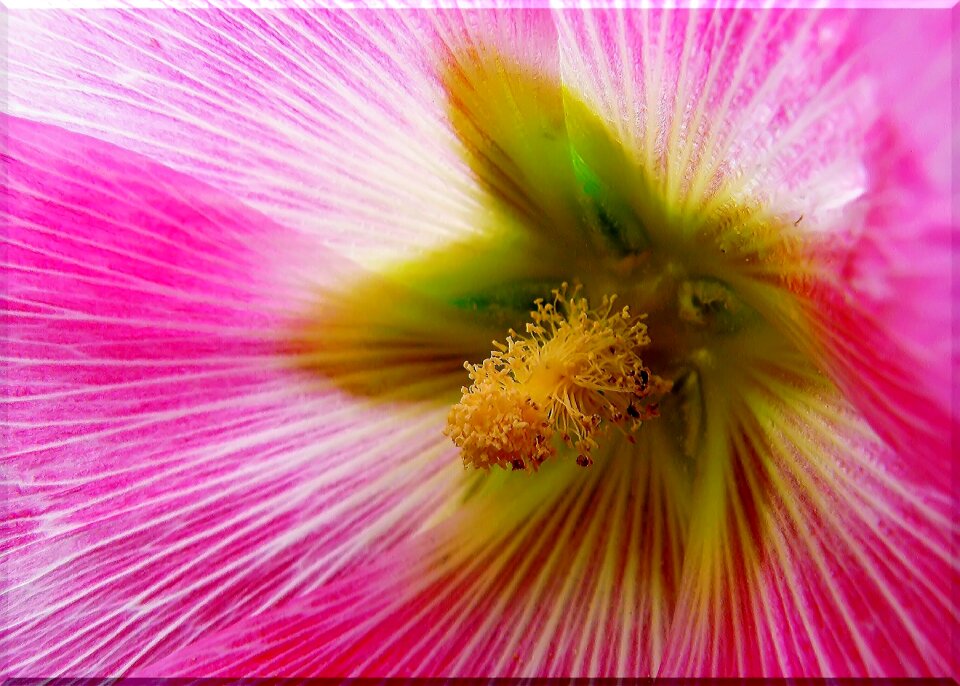 Blossom bloom flora