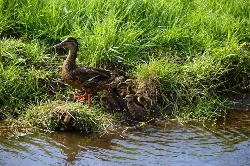 Duckling bird feather